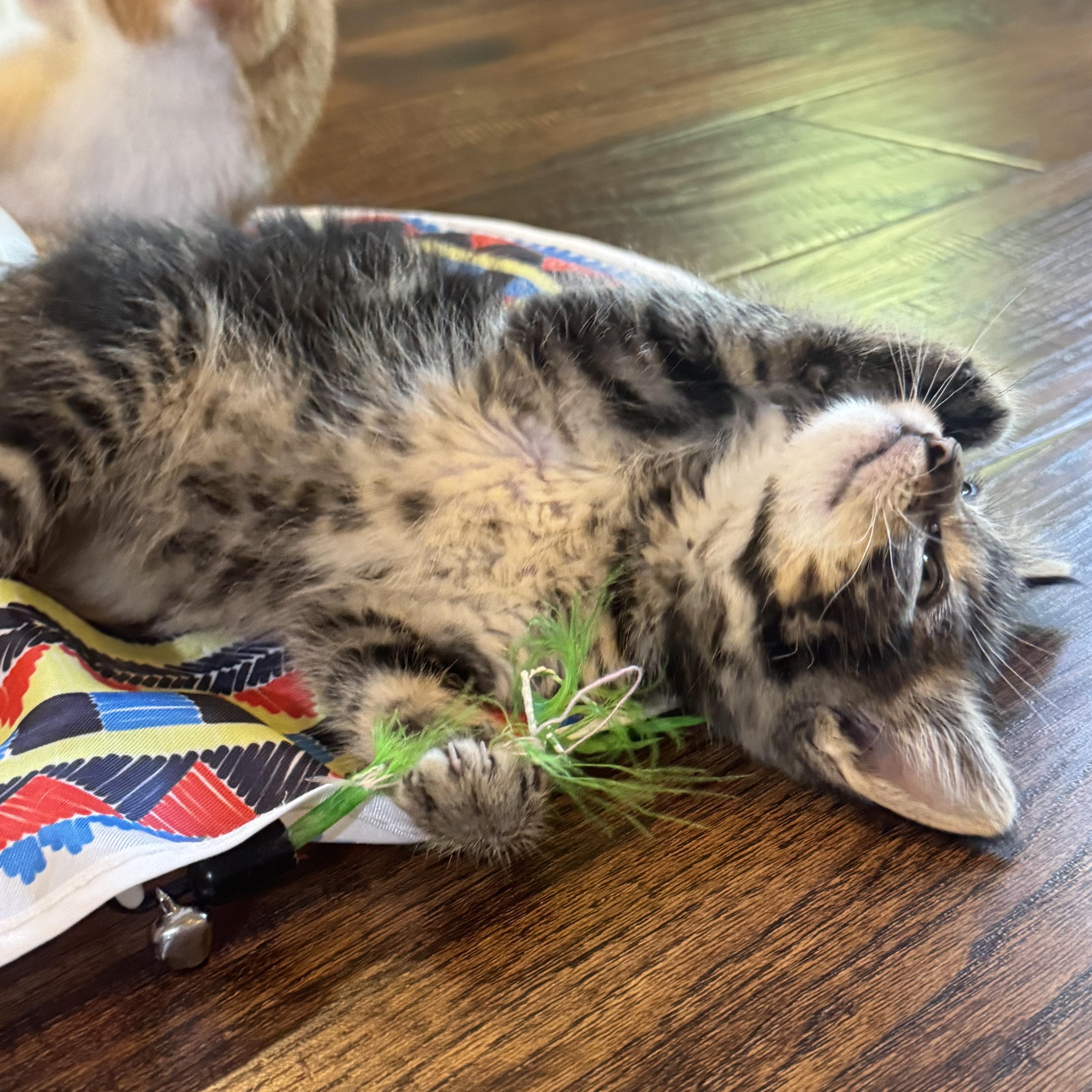 Enlarge Tobias, a Adoptable Tabby in Pasco, WA image 2/6