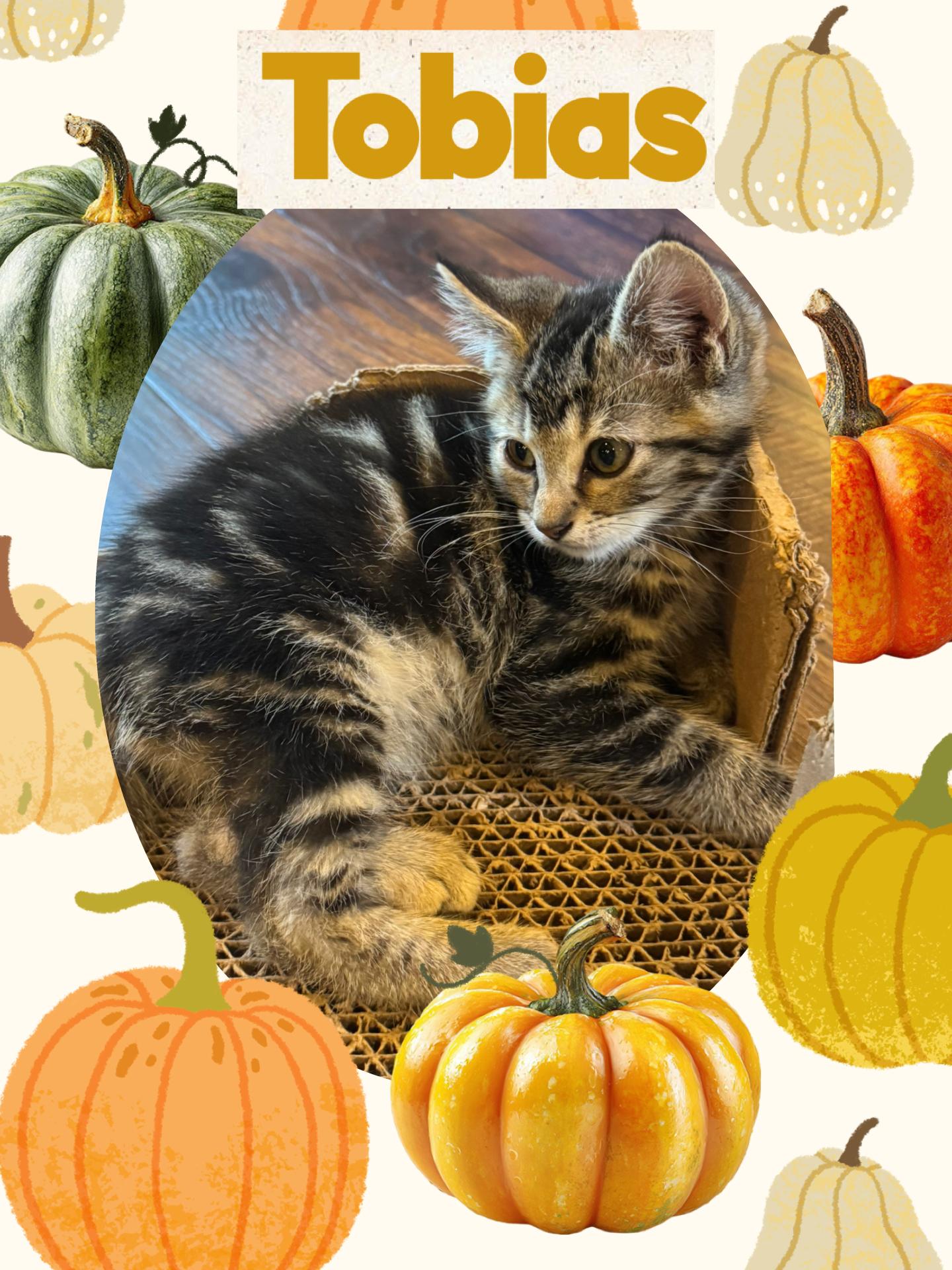Enlarge Tobias, a Adoptable Tabby in Pasco, WA image 1/6