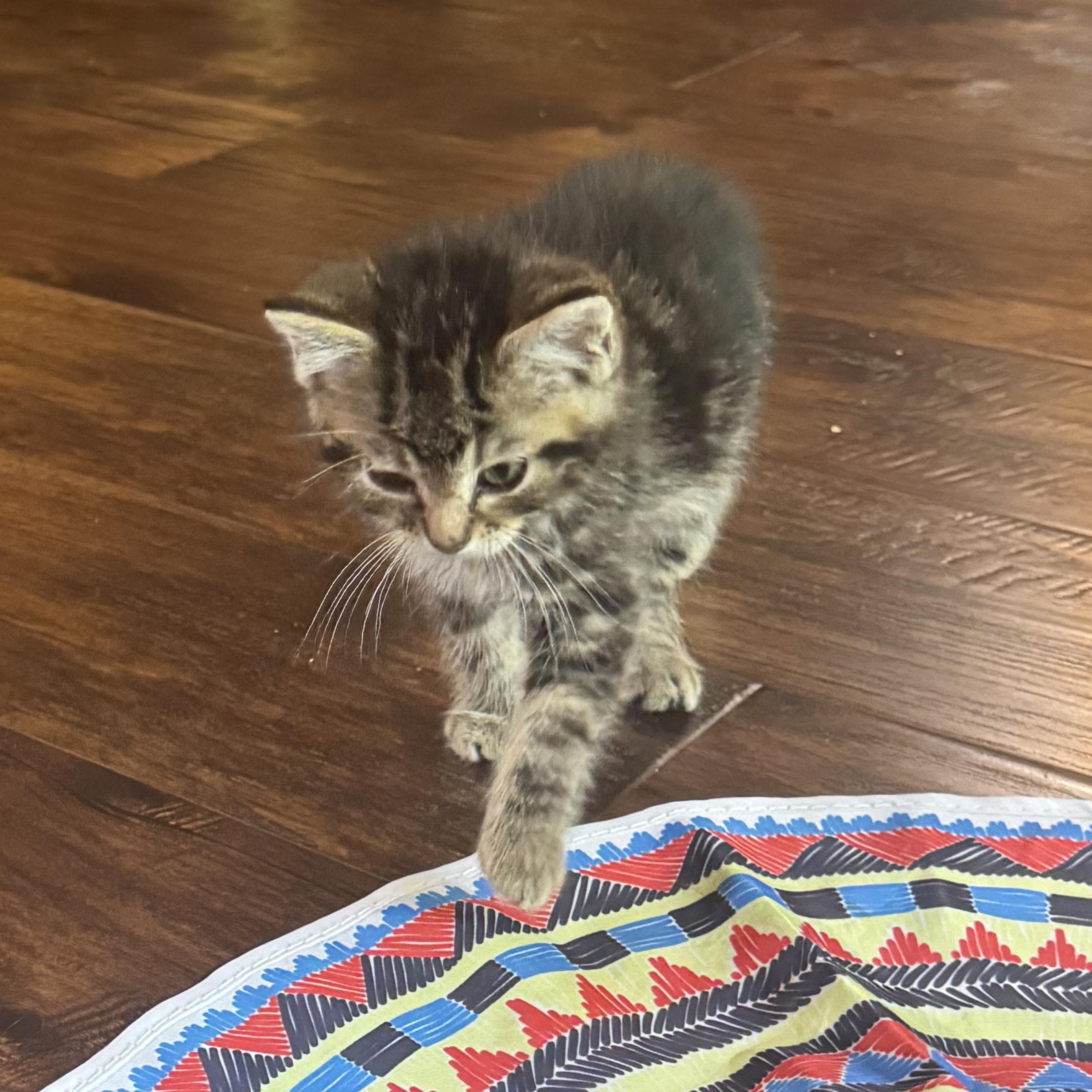 Enlarge Tobias, a Adoptable Tabby in Pasco, WA image 3/6