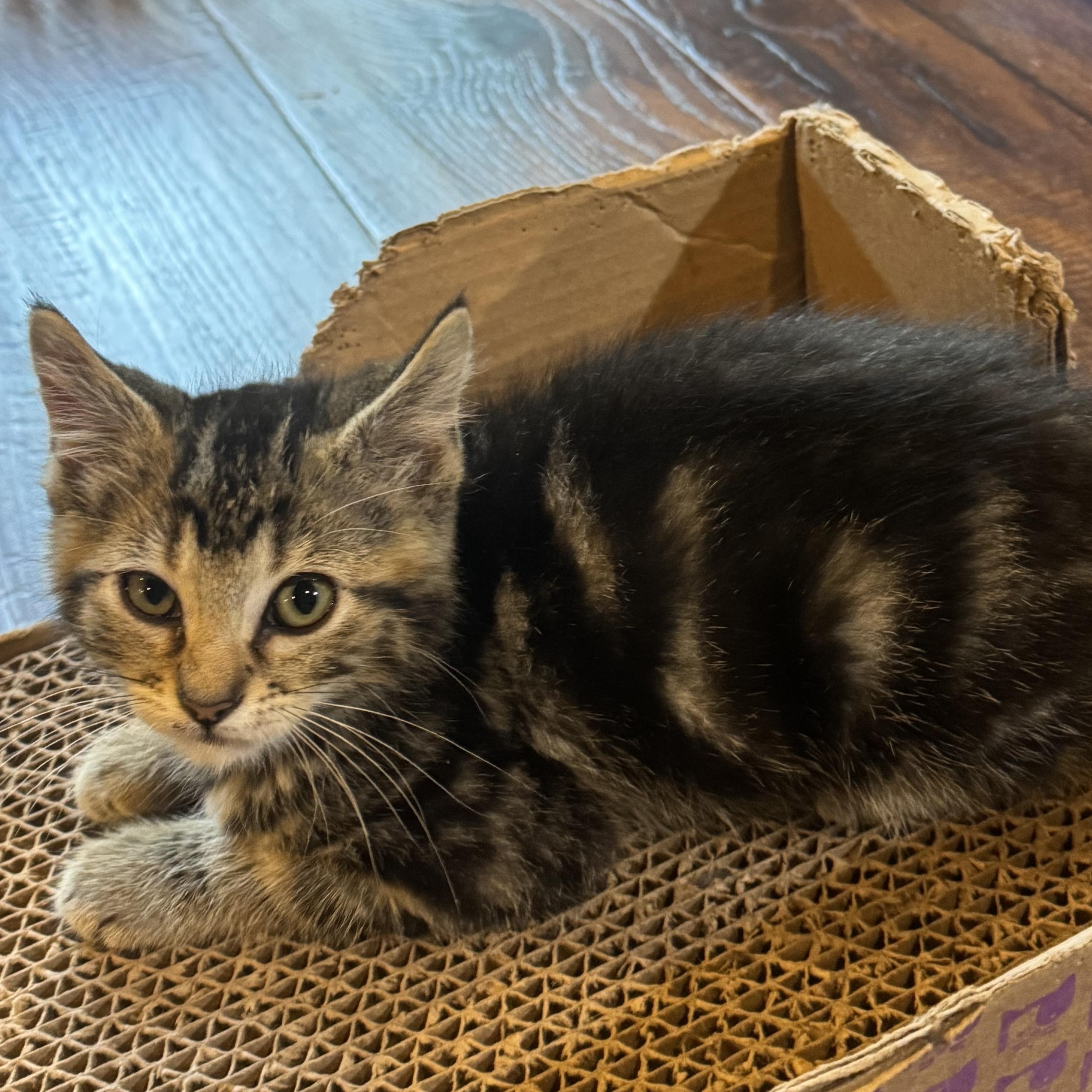 Enlarge Tobias, a Adoptable Tabby in Pasco, WA image 5/6