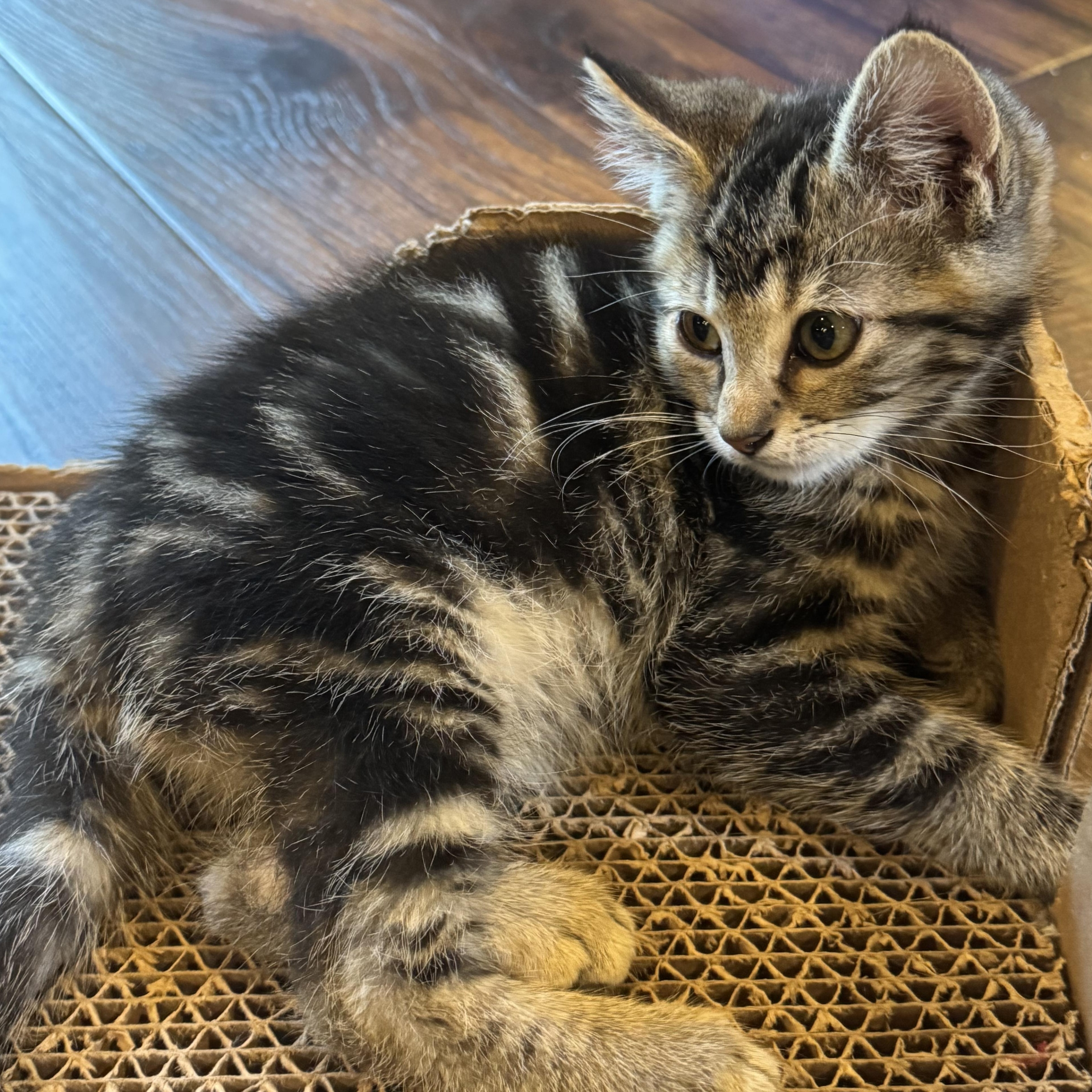 Enlarge Tobias, a Adoptable Tabby in Pasco, WA image 6/6