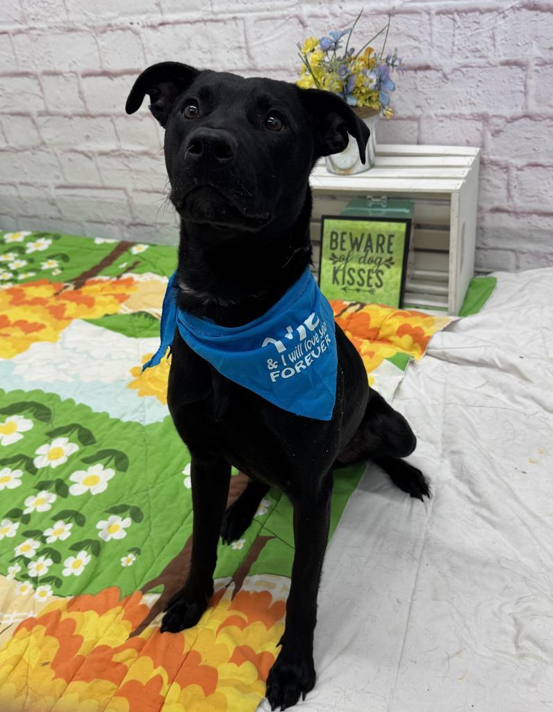 Glenwood, Adoptable, Young Male Mixed Breed.