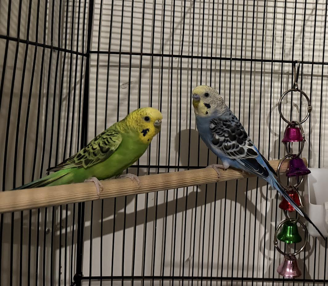 Enlarge Strix (with Harpy), a Adoptable Parakeet (Other) in Annapolis, MD image 1/1