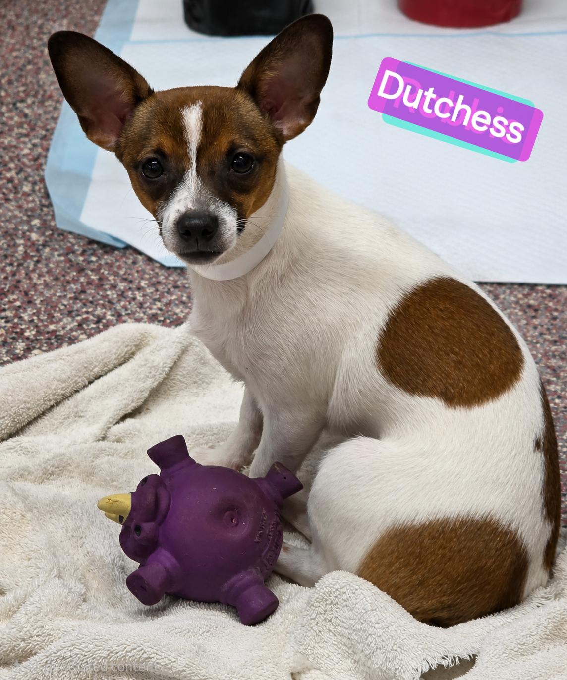 Dutchess, adopted, Puppy Female Chihuahua & Terrier.