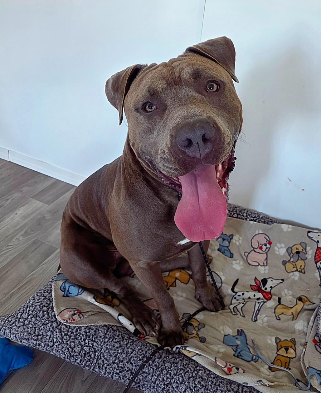 Enlarge Kanan, a Adopted American Staffordshire Terrier in Darien Center, NY image 3/6