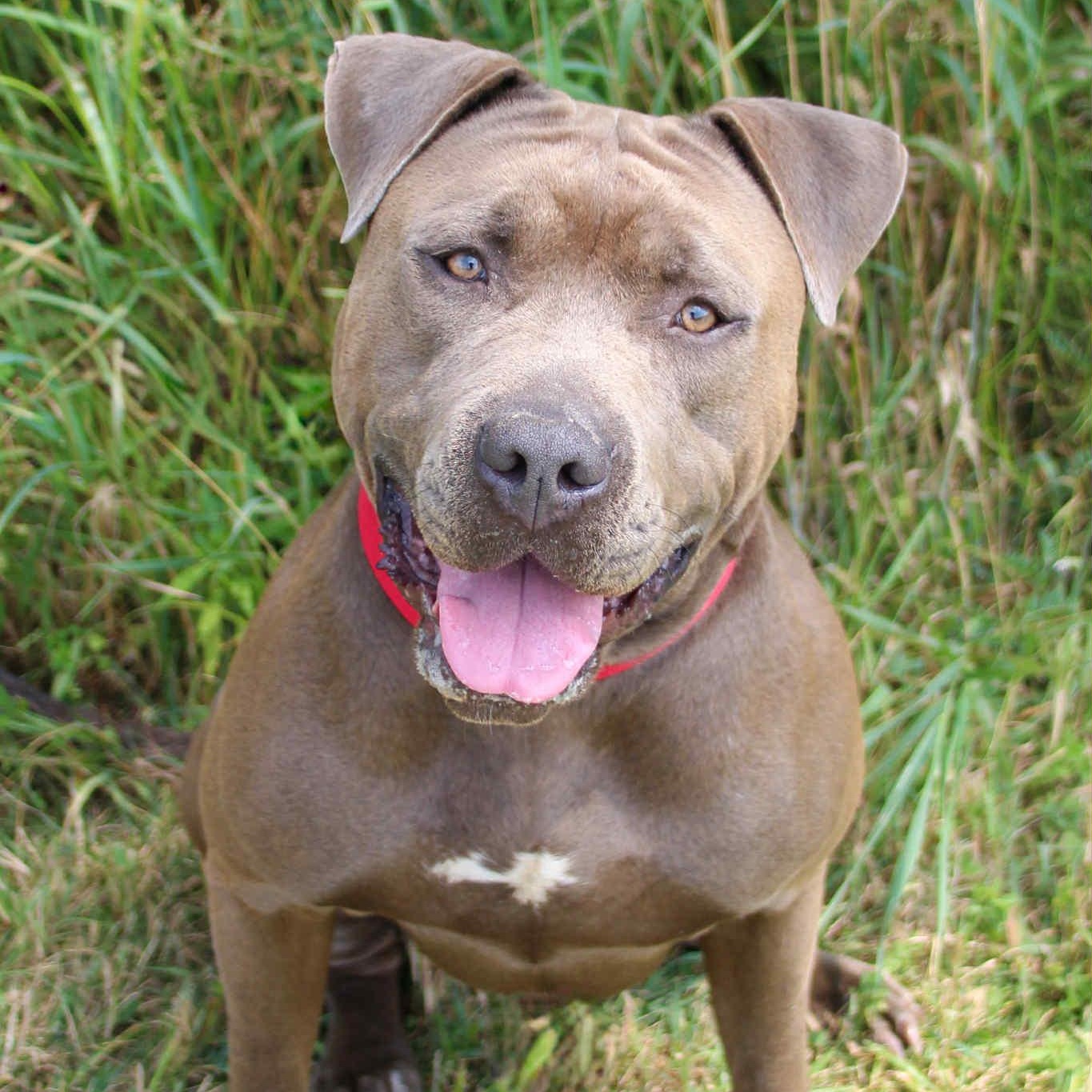 Enlarge Kanan, a Adopted American Staffordshire Terrier in Darien Center, NY image 1/6