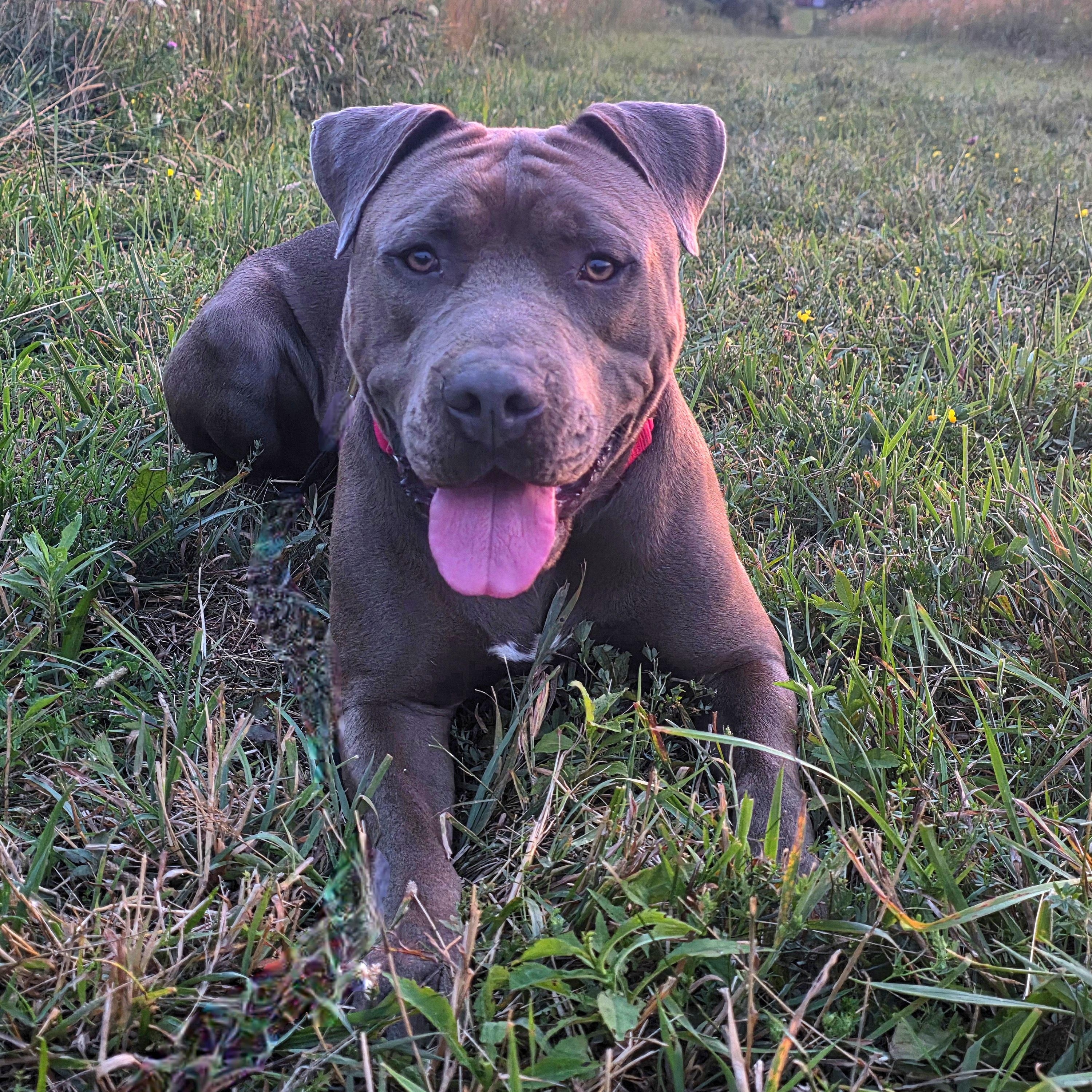 Enlarge Kanan, a Adopted American Staffordshire Terrier in Darien Center, NY image 2/6