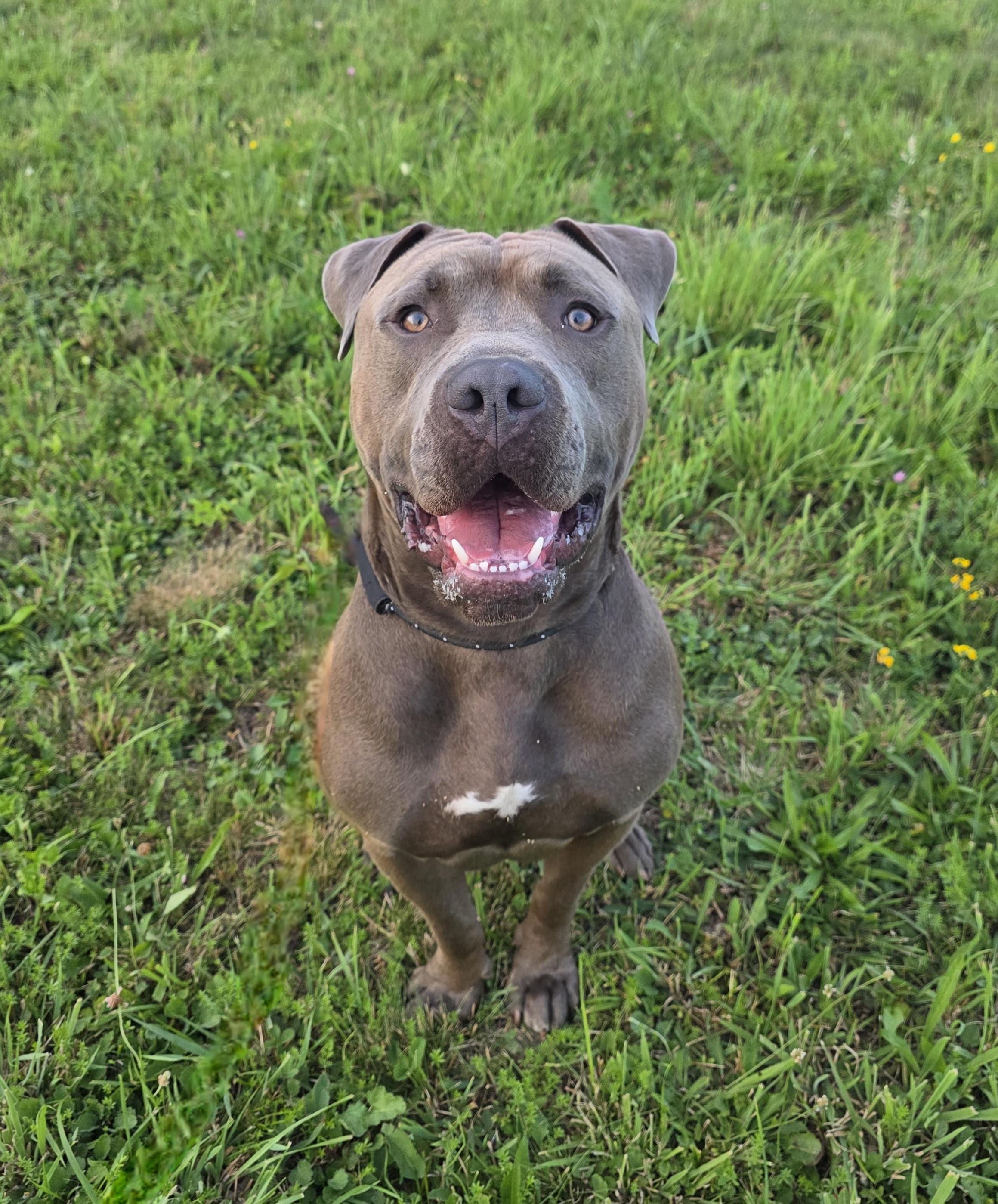 Enlarge Kanan, a Adopted American Staffordshire Terrier in Darien Center, NY image 5/6