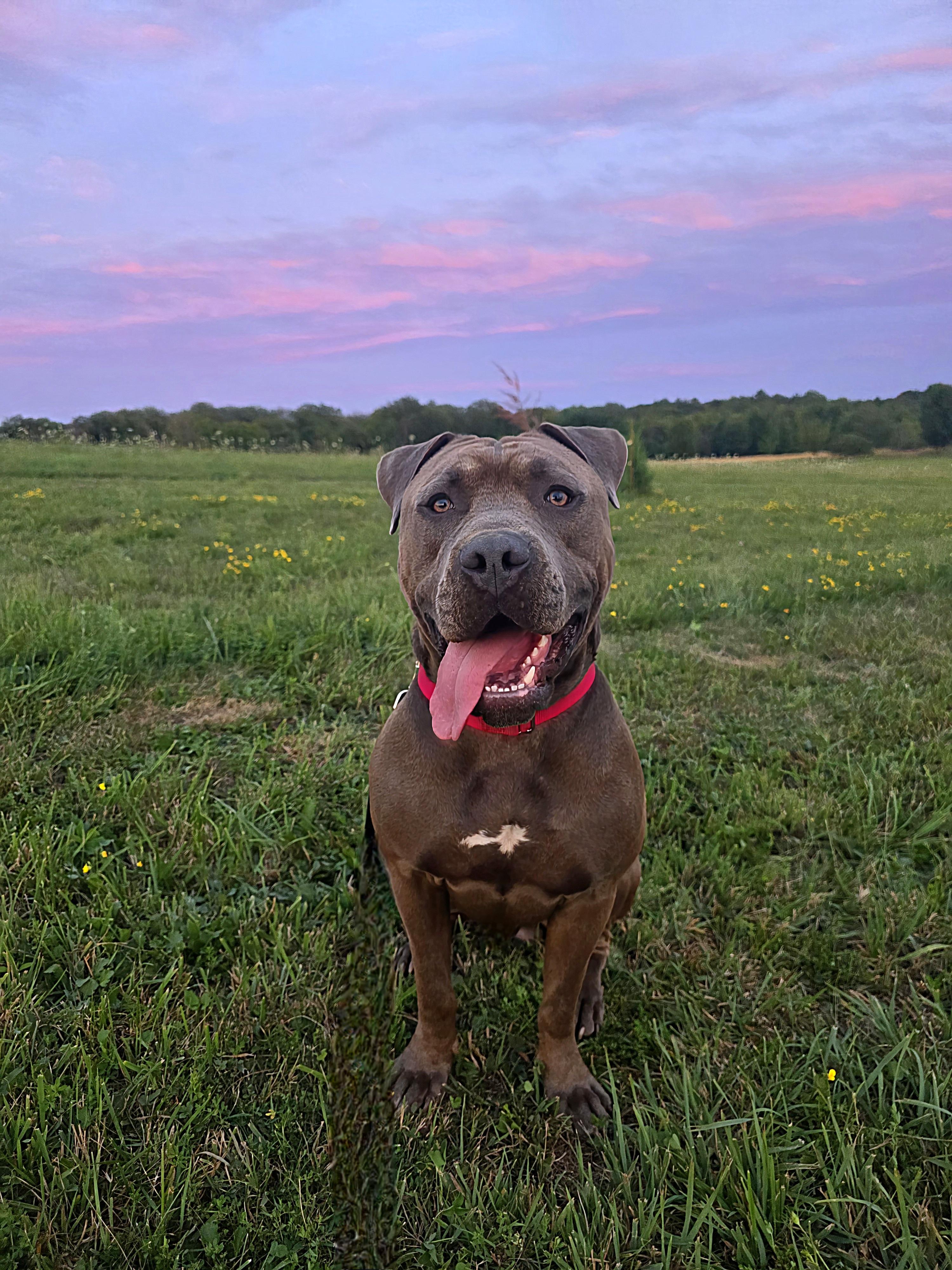 Enlarge Kanan, a Adopted American Staffordshire Terrier in Darien Center, NY image 6/6