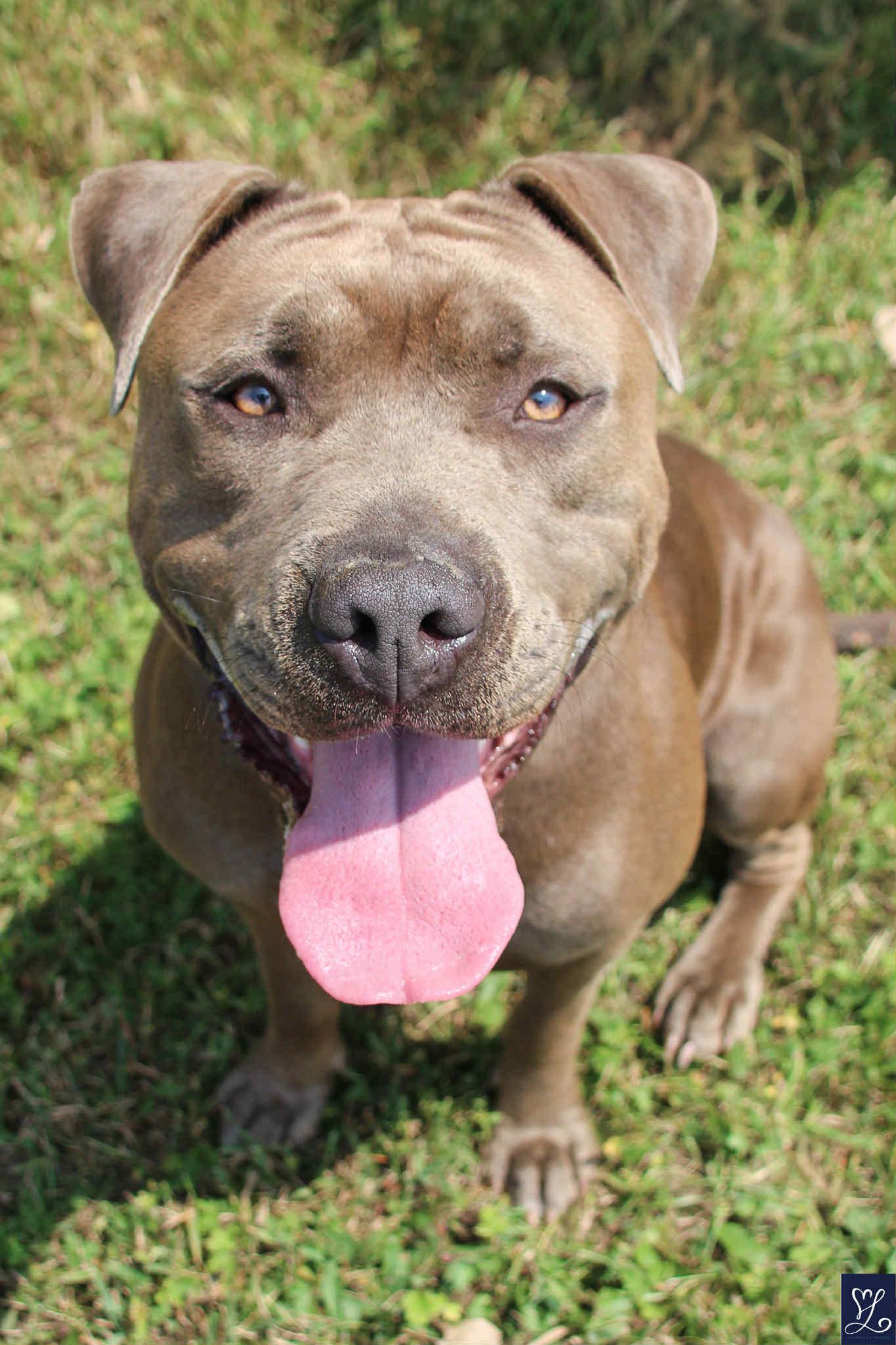 Enlarge Kanan, a Adopted American Staffordshire Terrier in Darien Center, NY image 4/6