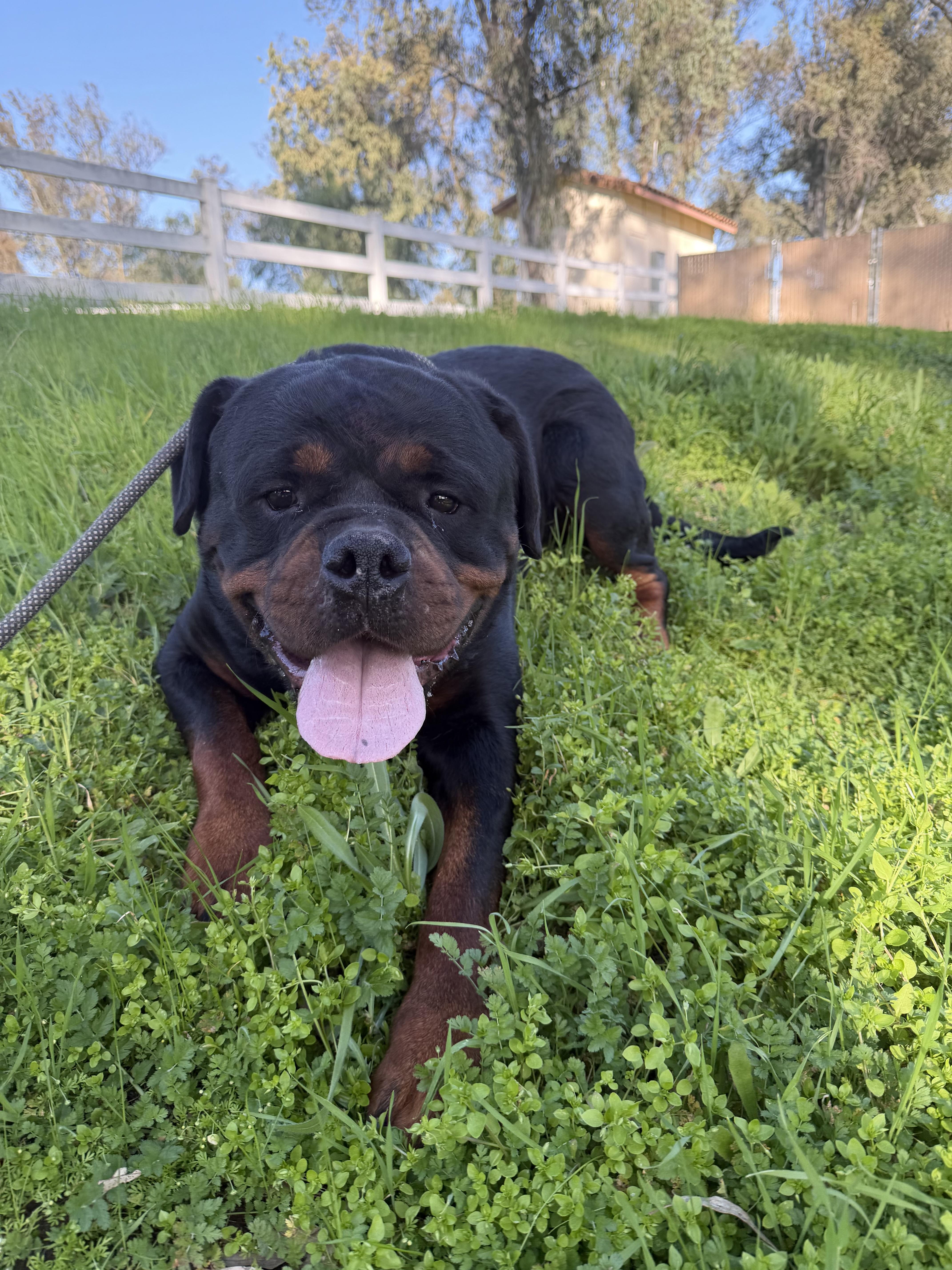Enlarge Asher , a ADOPTABLE Rottweiler in Ramona, CA image 3/3