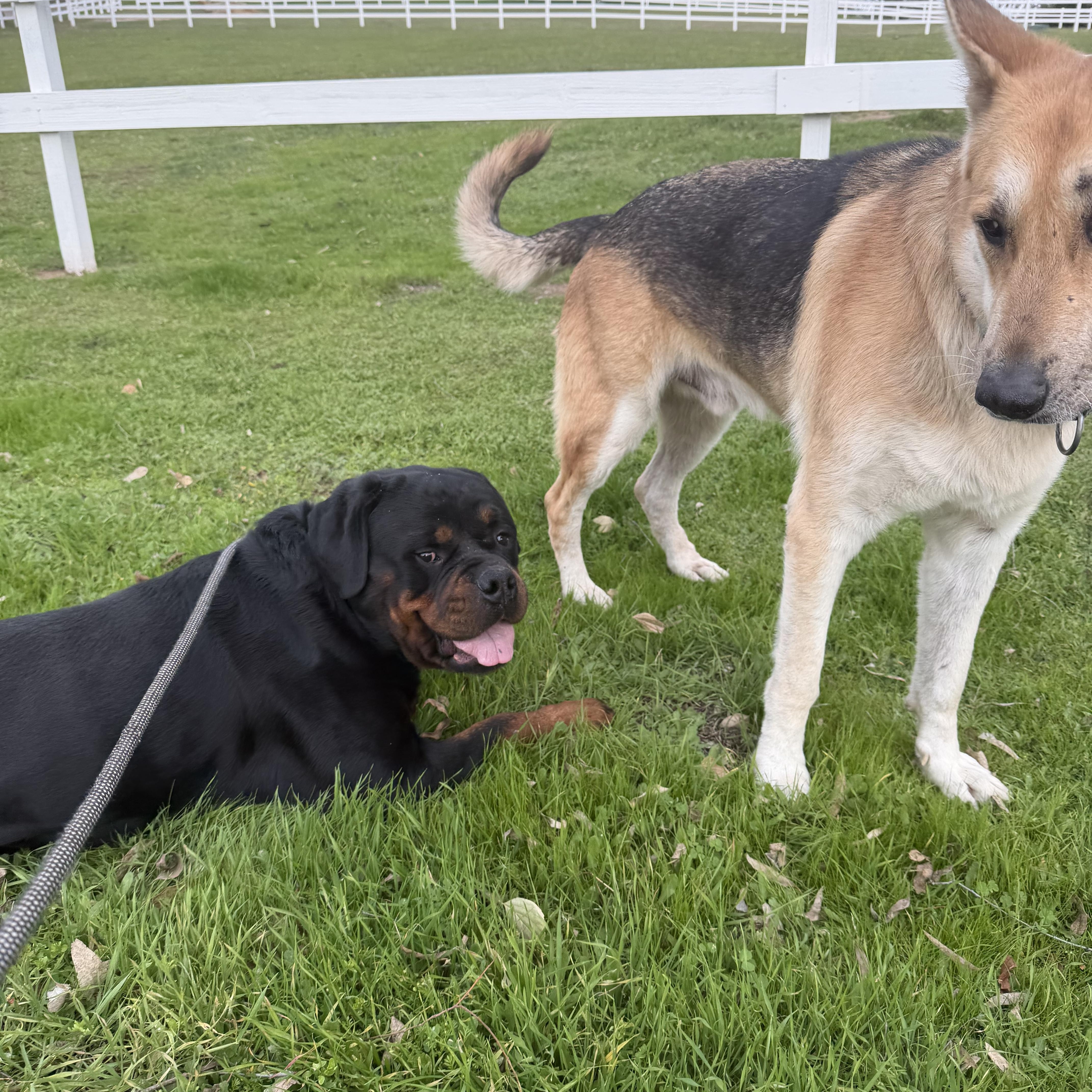 Enlarge Asher , a ADOPTABLE Rottweiler in Ramona, CA image 2/3