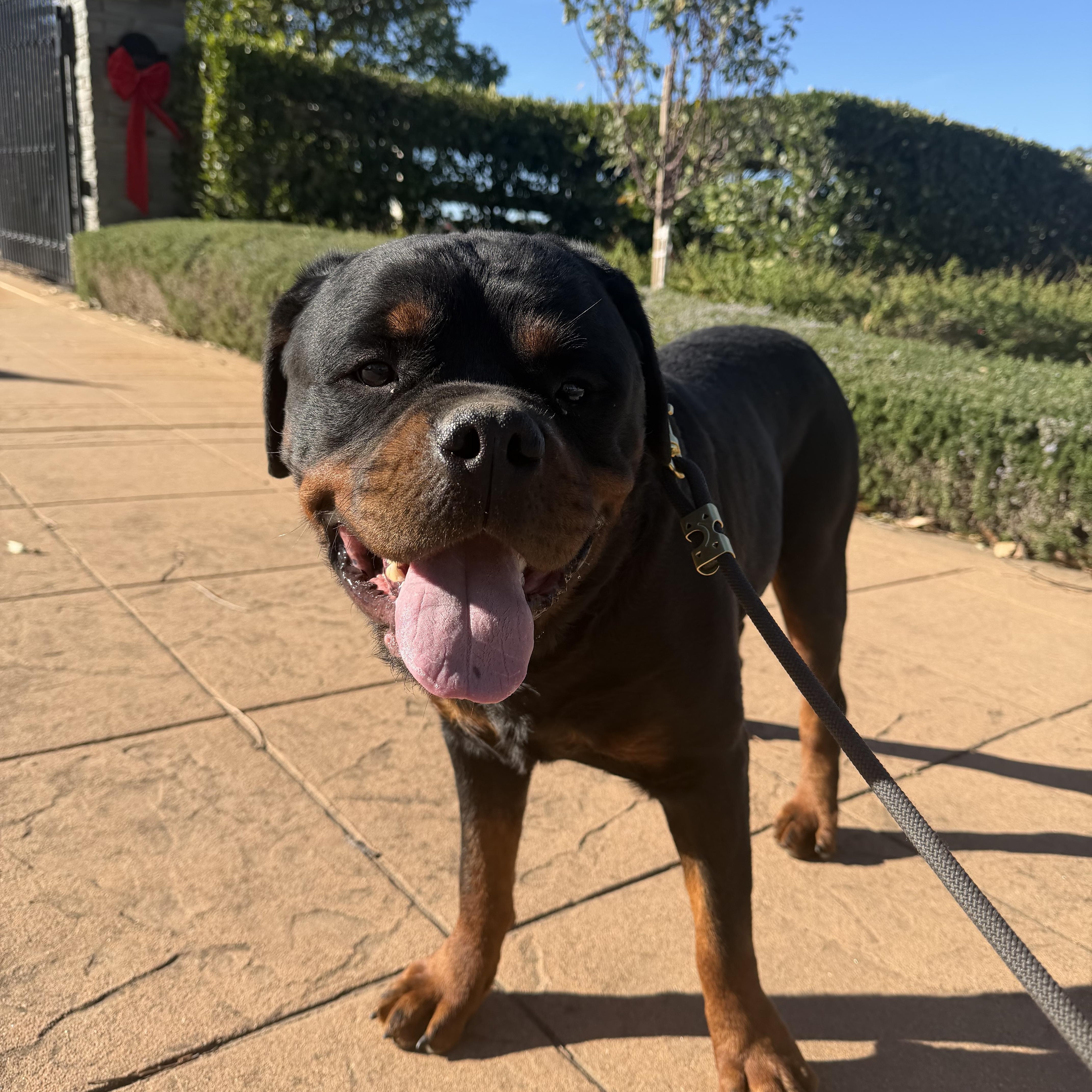Enlarge Asher , a ADOPTABLE Rottweiler in Ramona, CA image 1/3
