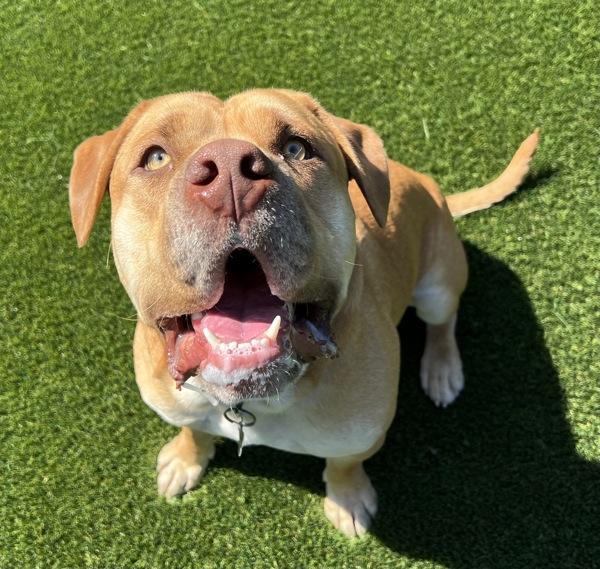 Enlarge Owen, a Adoptable mixed breed in El Cajon, CA image 1/1