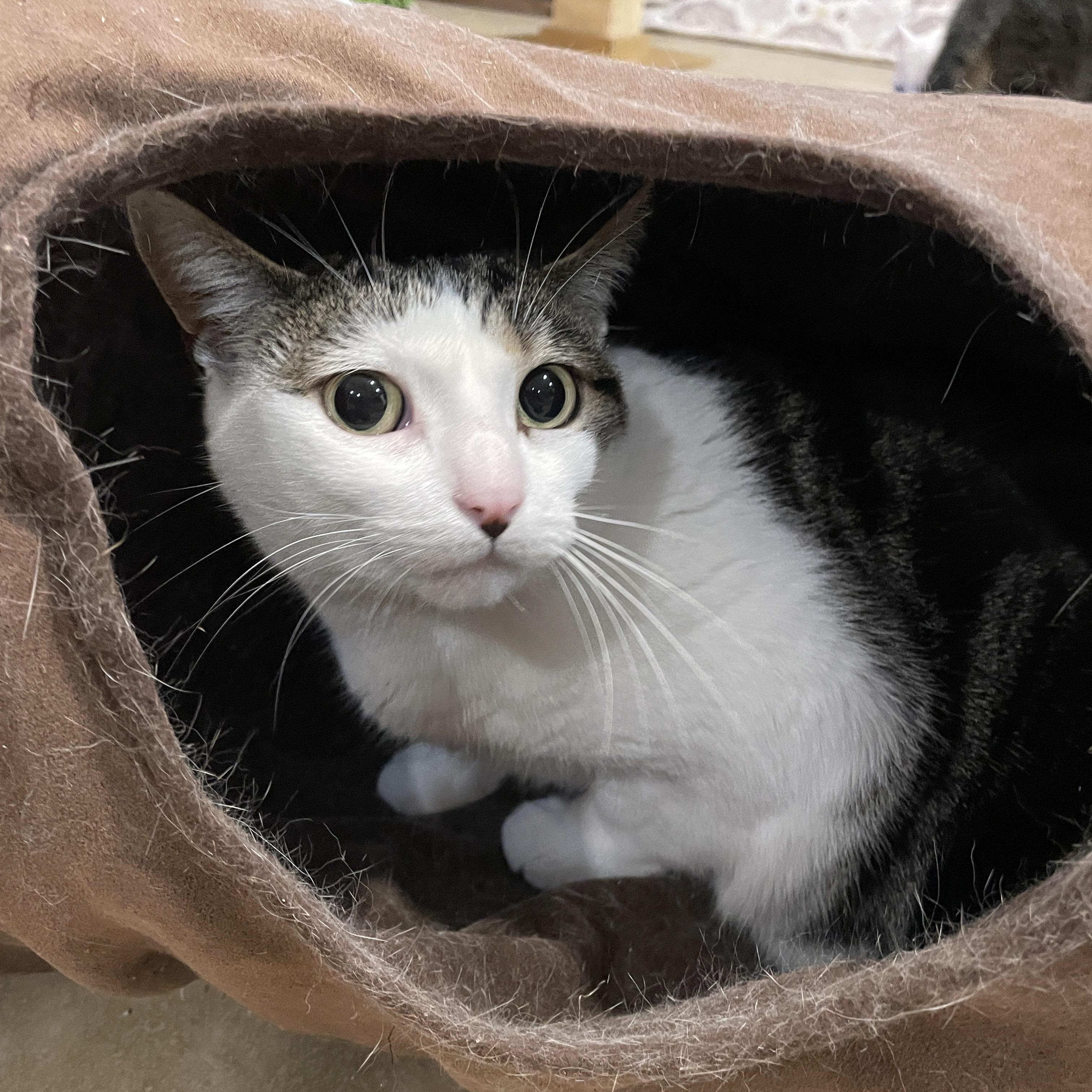 Enlarge Ariel, a Adoptable Domestic Short Hair in Rochester, NY image 1/4