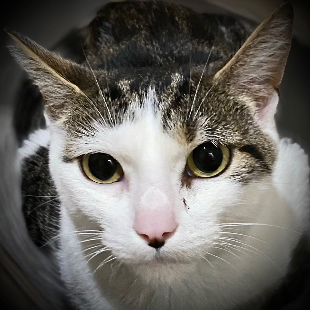 Enlarge Ariel, a Adoptable Domestic Short Hair in Rochester, NY image 2/4