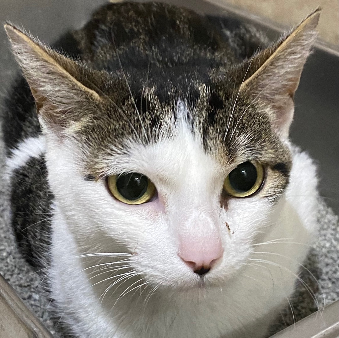 Enlarge Ariel, a Adoptable Domestic Short Hair in Rochester, NY image 4/4