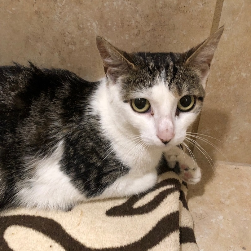 Enlarge Ariel, a Adoptable Domestic Short Hair in Rochester, NY image 3/4