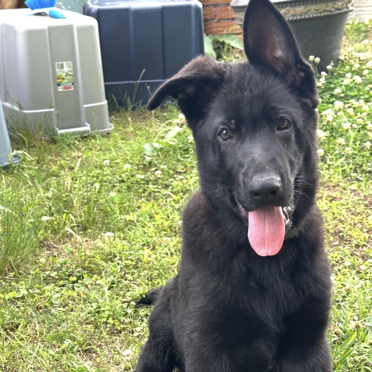 Ben, Adoptable, Puppy Male German Shepherd Dog.