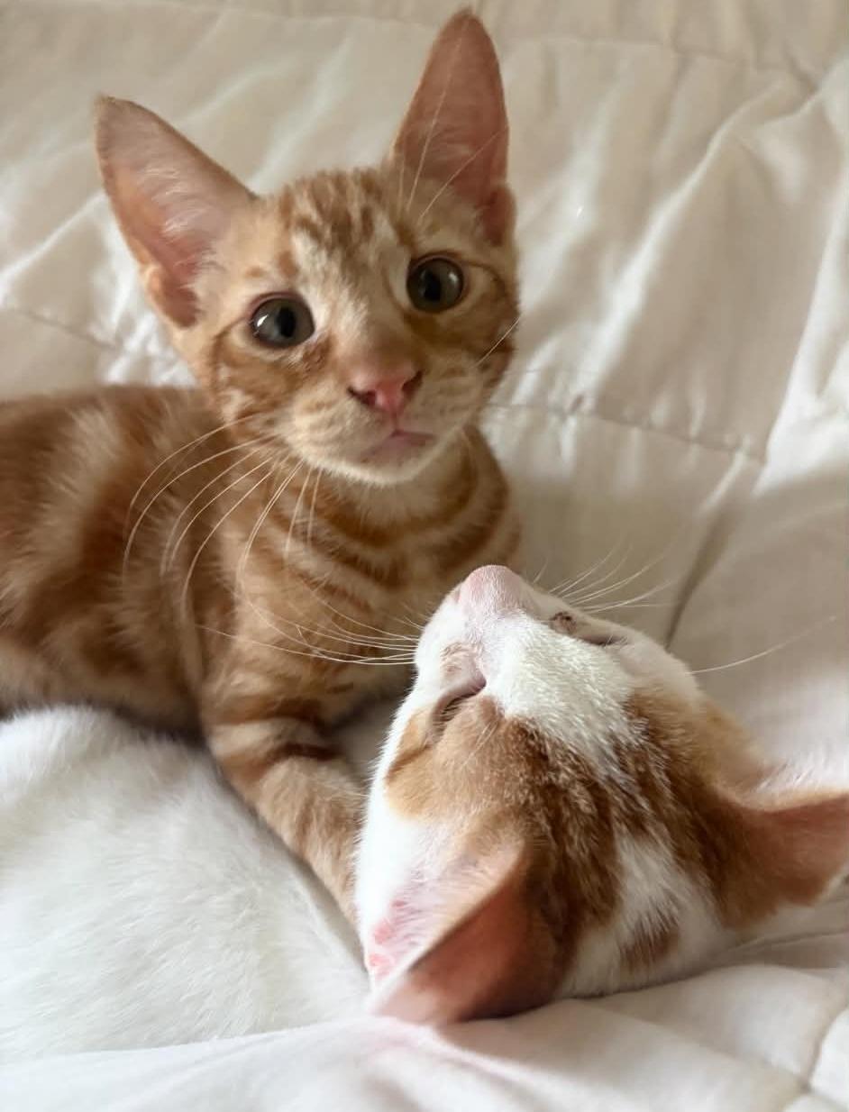 Butch & Sundance, Adoptable, Kitten Male Domestic Short Hair.