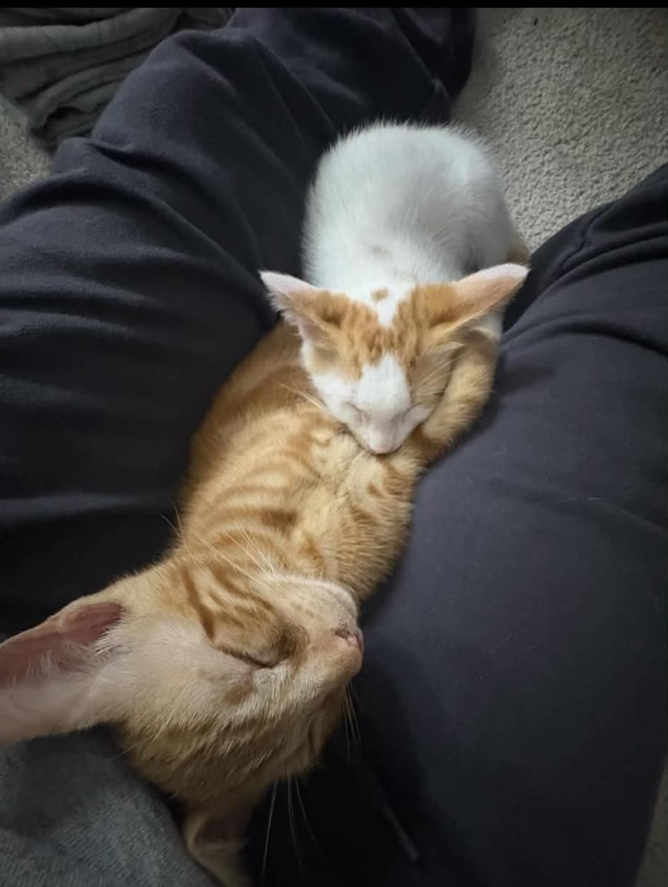 Enlarge Butch & Sundance, a Adoptable Domestic Short Hair in Houston, TX image 3/5