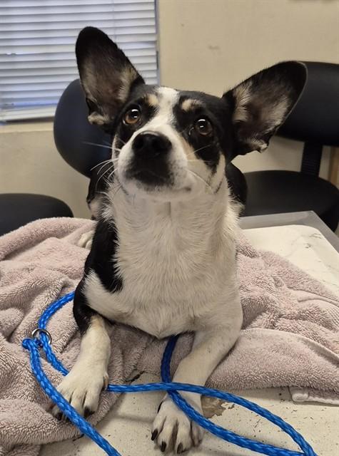 Enlarge STARLING, a Adoptable mixed breed in Lodi, CA image 1/1