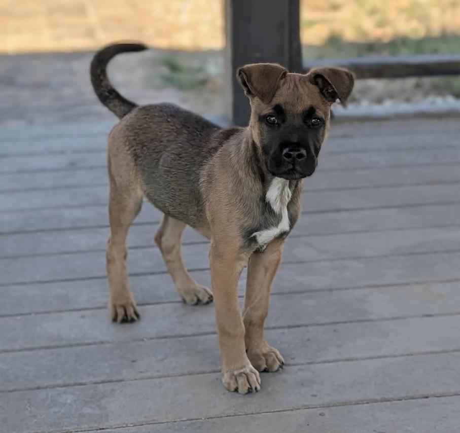 Enlarge Nolan, a Adoptable mixed breed in Pelham, NH image 5/6