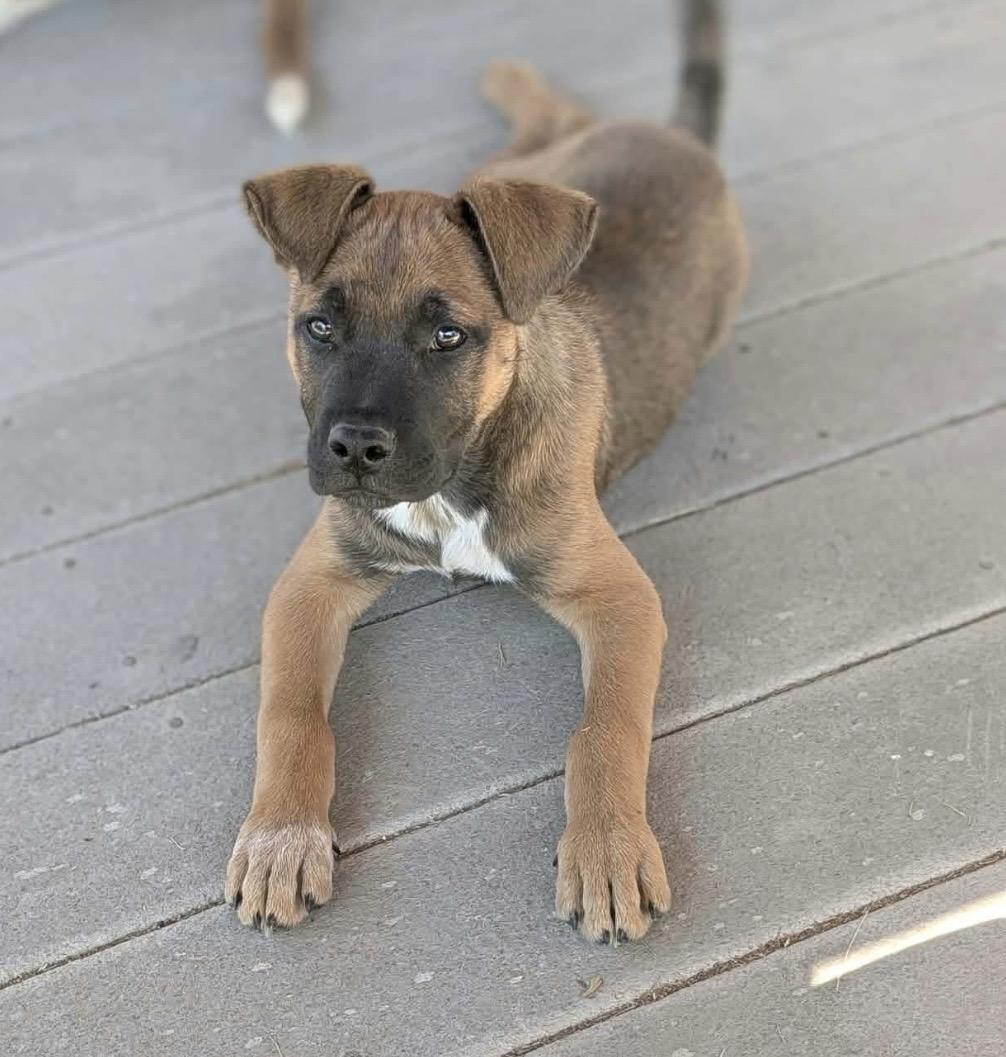 Enlarge Nolan, a Adoptable mixed breed in Pelham, NH image 3/6
