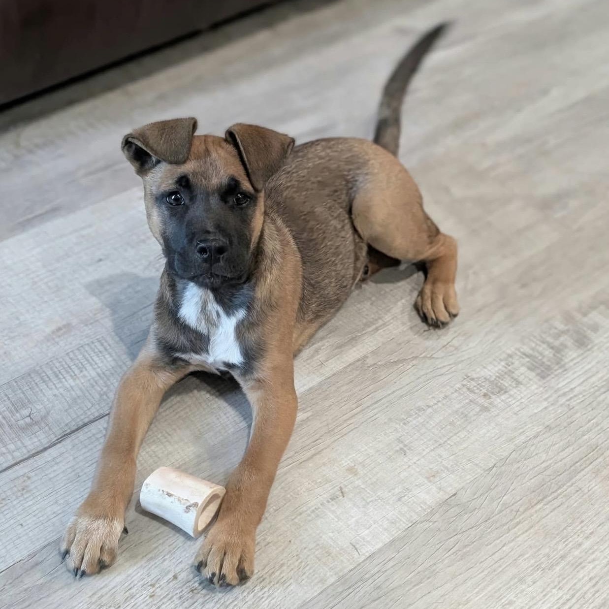 Nolan, Adoptable, Puppy Male Shepherd & Mixed Breed.