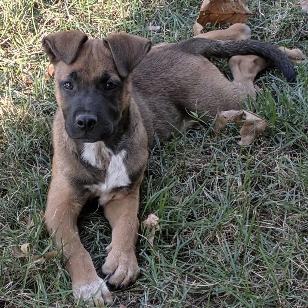 Enlarge Nolan, a Adoptable mixed breed in Pelham, NH image 2/6