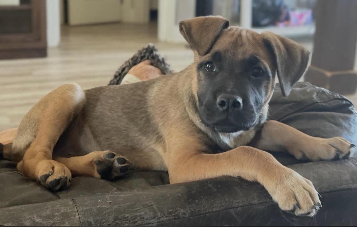 Enlarge Nolan, a Adoptable mixed breed in Pelham, NH image 6/6