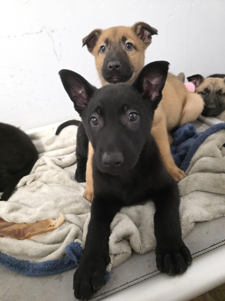 Shadow, Adoptable, Puppy Male Dutch Shepherd & Belgian Shepherd / Malinois.