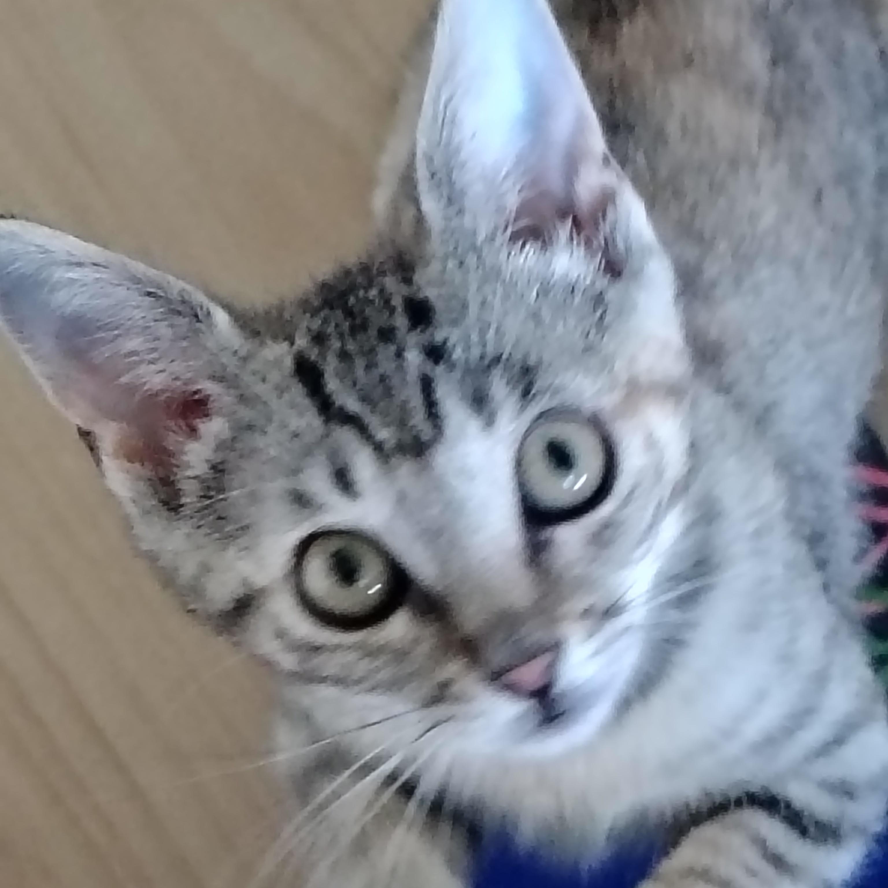 Mel & Trinity, adoptable, Kitten Female Dilute Tortoiseshell & Domestic Short Hair.