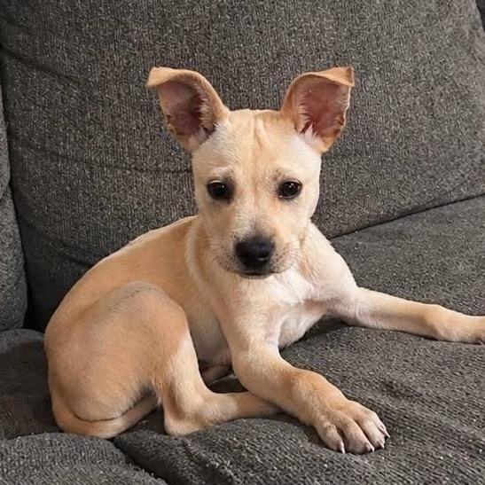 Creek, a Adoptable mixed breed in Baton Rouge, LA image 1/5