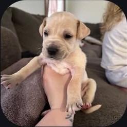 Creek, a Adoptable mixed breed in Baton Rouge, LA image 2/5