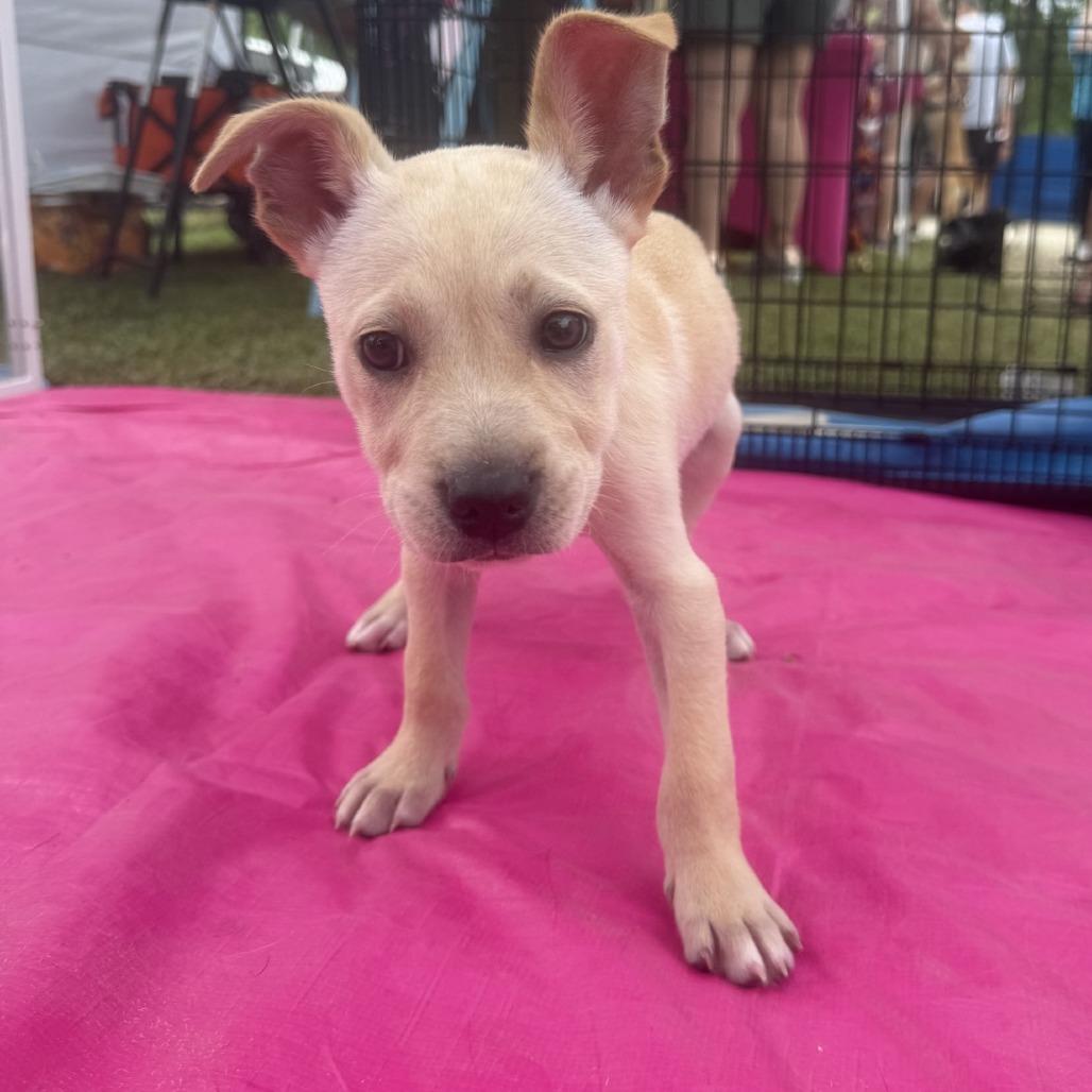 Creek, a Adoptable mixed breed in Baton Rouge, LA image 3/5
