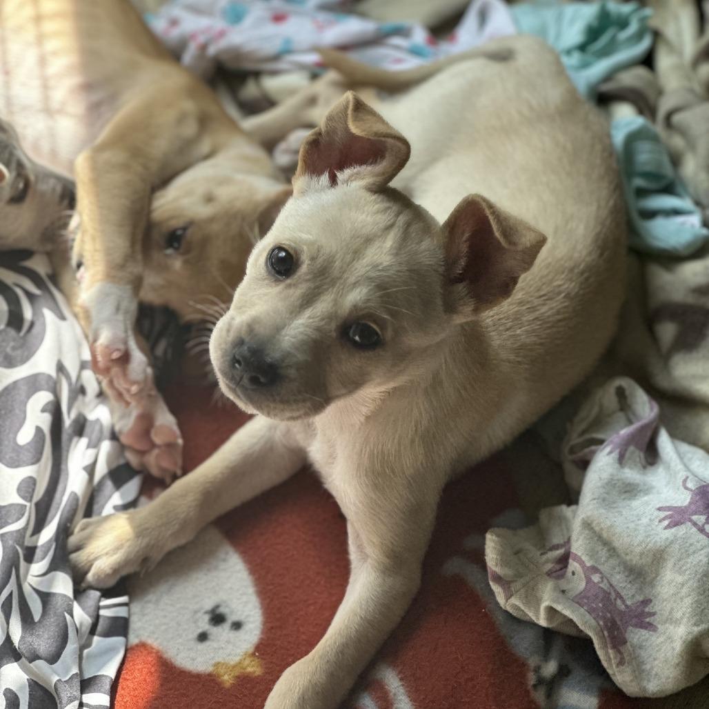 Creek, a Adoptable mixed breed in Baton Rouge, LA image 4/5