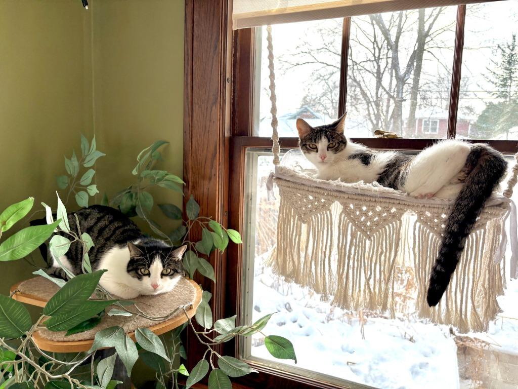 Enlarge Oberon / Tybalt, a Adoptable mixed breed in Minneapolis, MN image 1/6