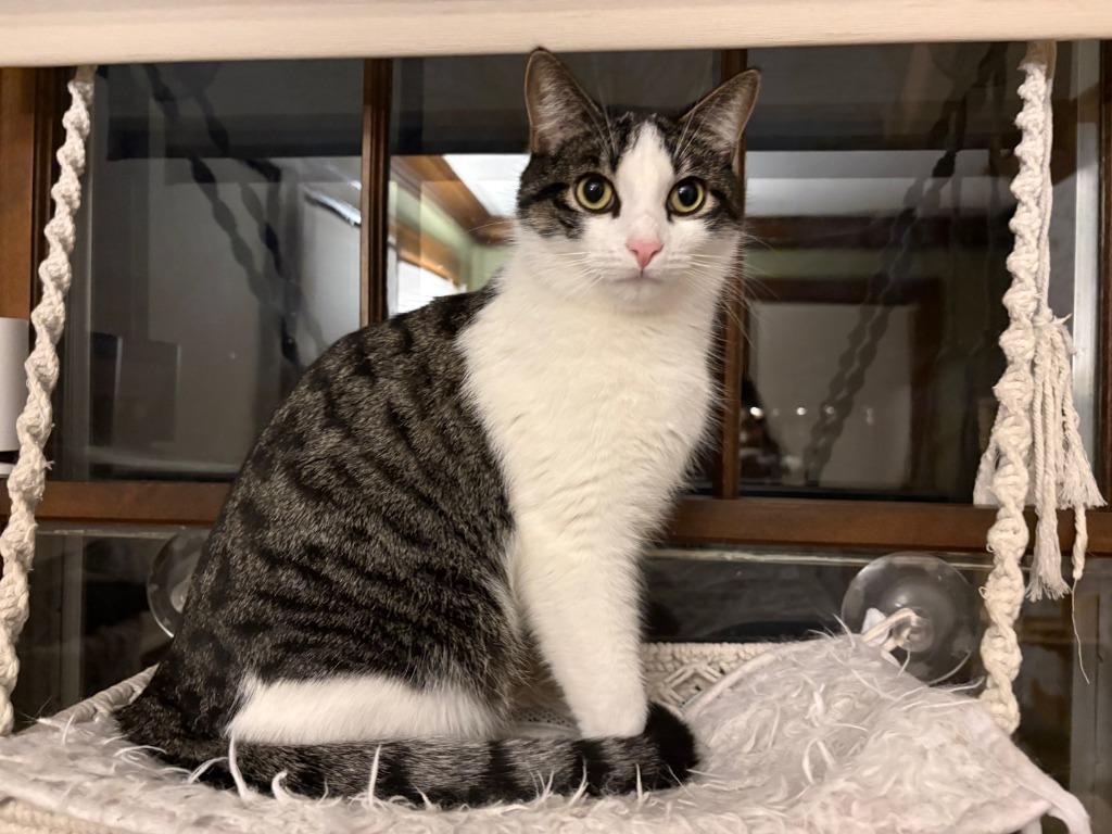 Enlarge Oberon / Tybalt, a Adoptable mixed breed in Minneapolis, MN image 2/6