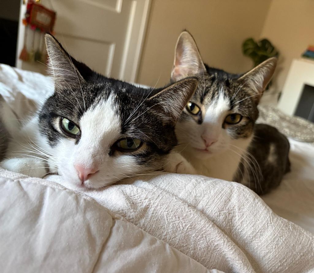 Enlarge Oberon / Tybalt, a Adoptable mixed breed in Minneapolis, MN image 3/6