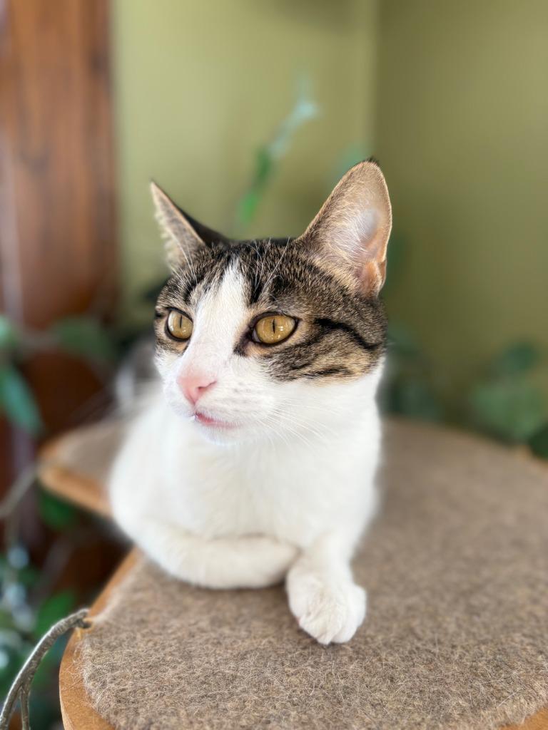 Enlarge Oberon / Tybalt, a Adoptable mixed breed in Minneapolis, MN image 4/6