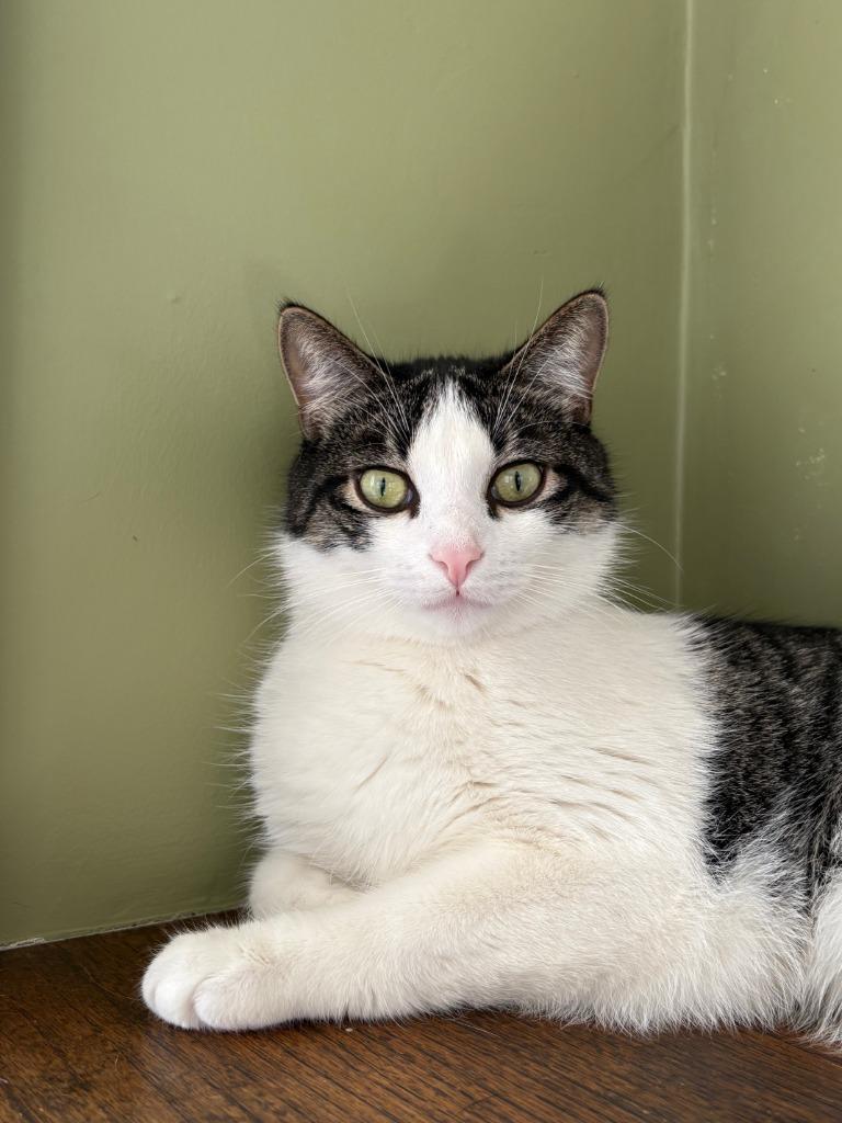 Enlarge Oberon / Tybalt, a Adoptable mixed breed in Minneapolis, MN image 5/6