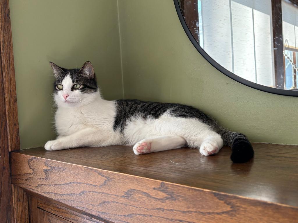 Enlarge Oberon / Tybalt, a Adoptable mixed breed in Minneapolis, MN image 6/6