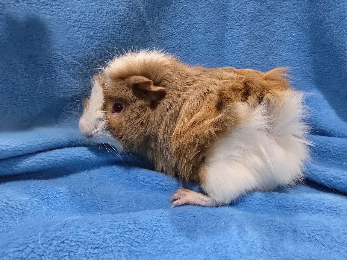Dean, Adoptable, Baby Male Guinea Pig.