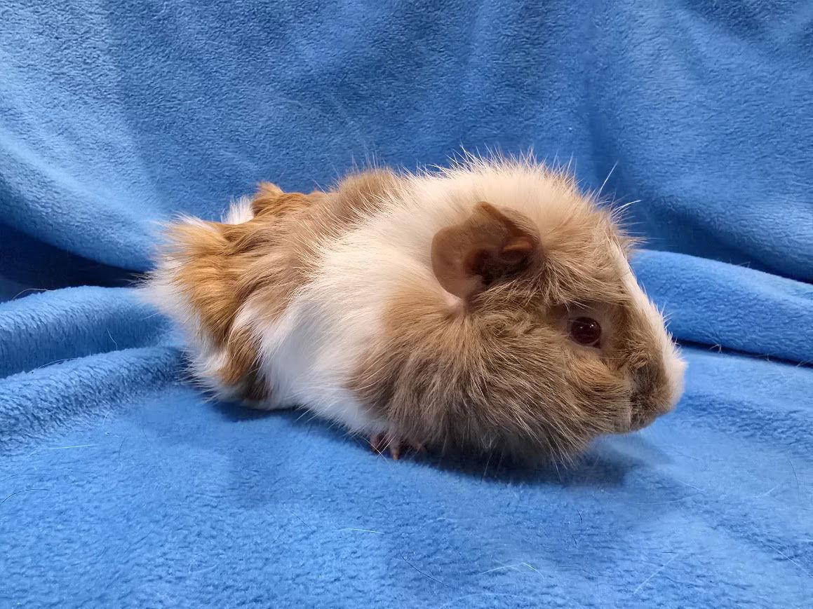 Dean, a Adoptable Guinea Pig in Baton Rouge, LA image 2/3