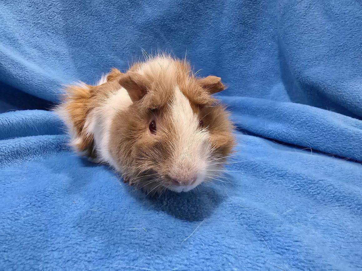 Dean, a Adoptable Guinea Pig in Baton Rouge, LA image 3/3