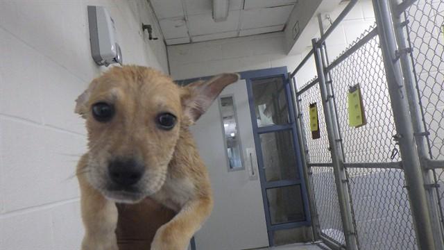 Enlarge TOM, a Adoptable Mixed Breed in Augusta, GA image 1/1