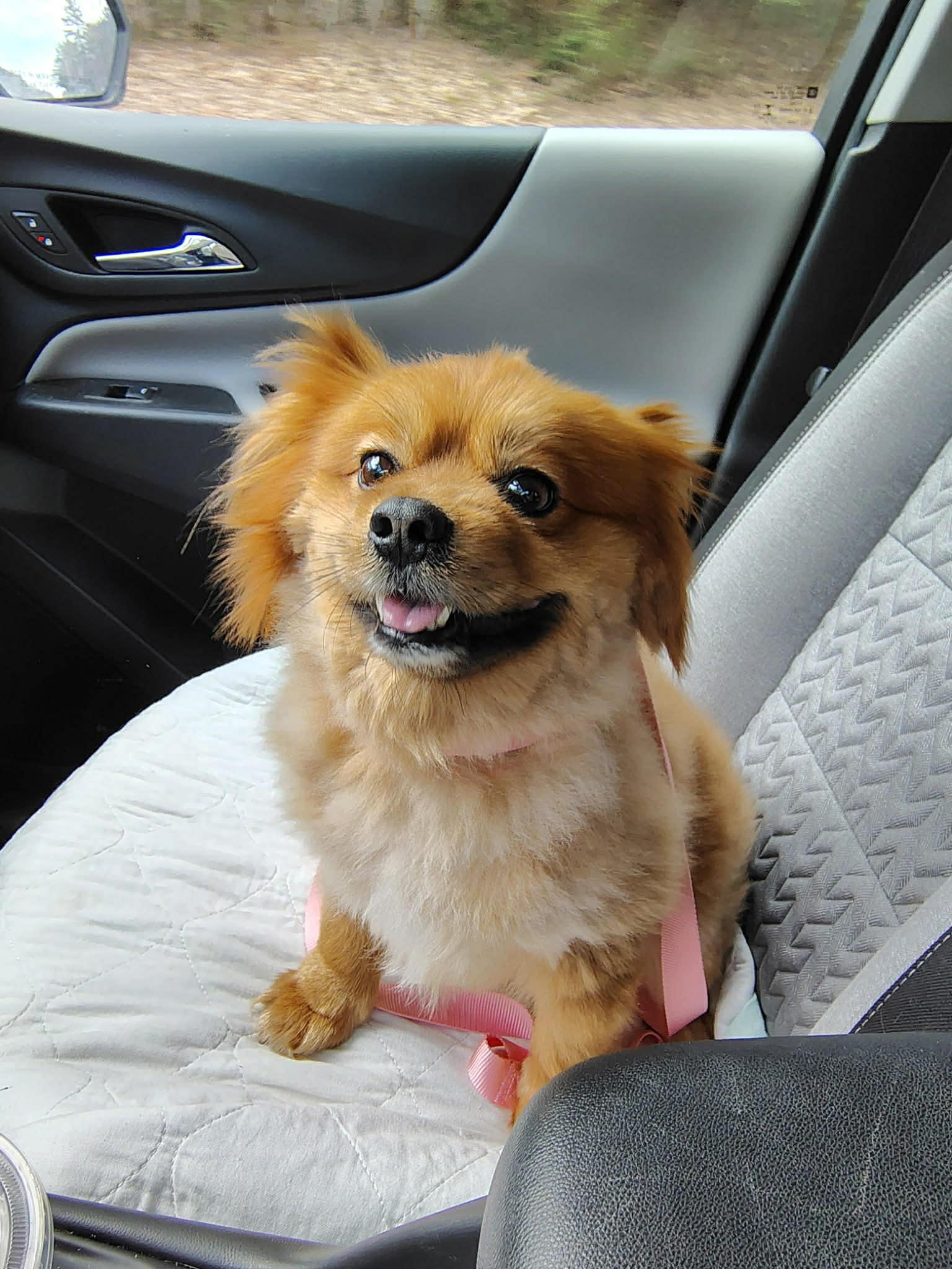 Enlarge Courtesy Post - Carmel, a ADOPTABLE mixed breed in Vernon, CT image 1/3