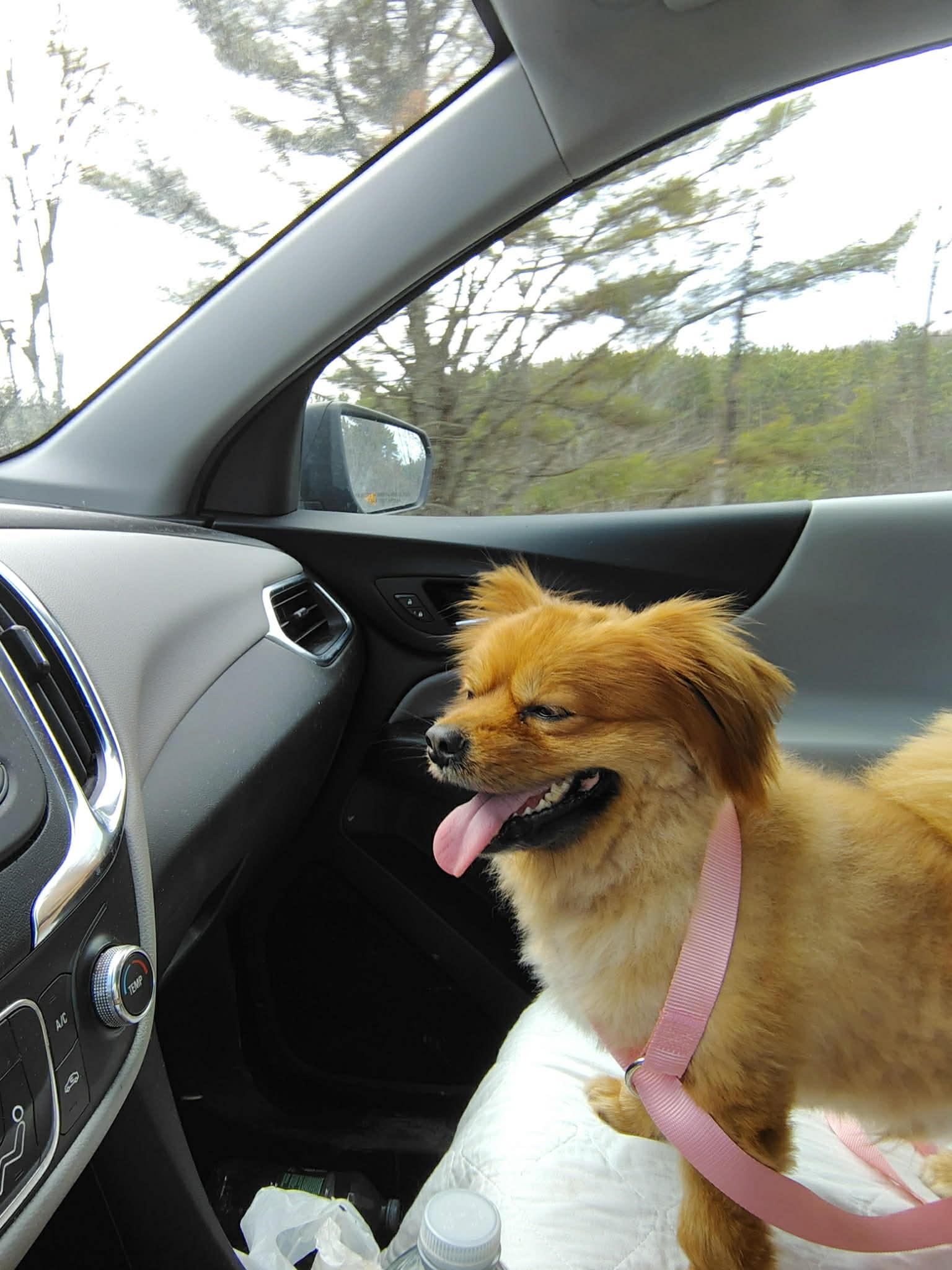 Enlarge Courtesy Post - Carmel, a ADOPTABLE mixed breed in Vernon, CT image 3/3