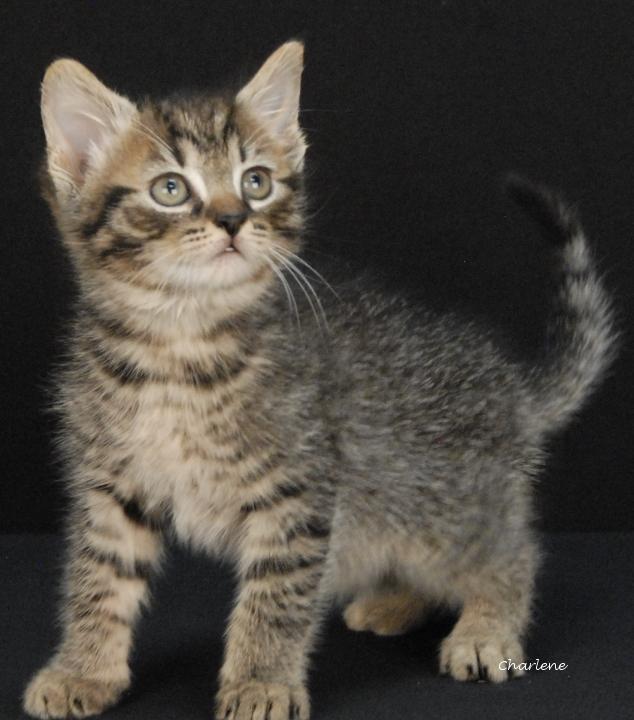 Intel, Adoptable, Kitten Male Tabby.